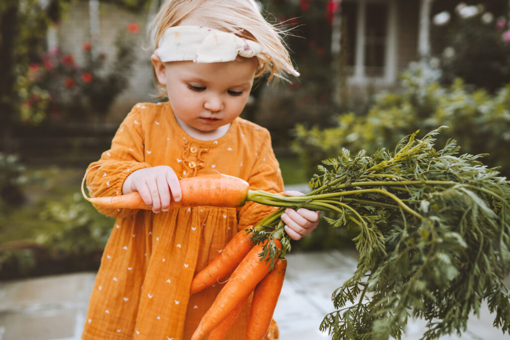 Kleines Maedchen mit frischen Karotten in der Hand die im Garten steht