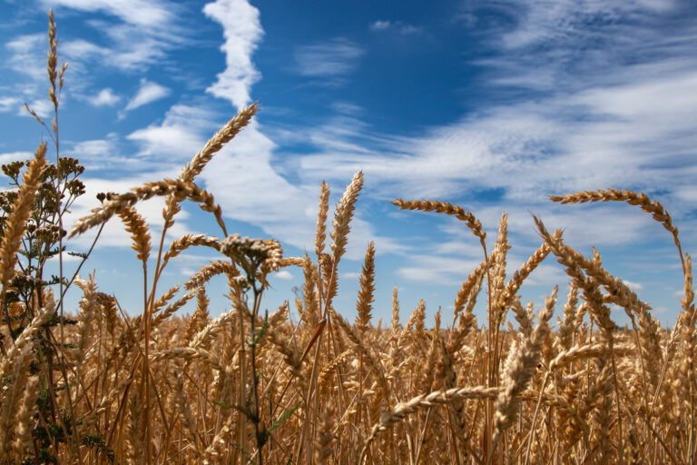 Ein Feld mit Weizen unter blauem Himmel